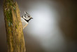 Crested tit looking up at the bright sky