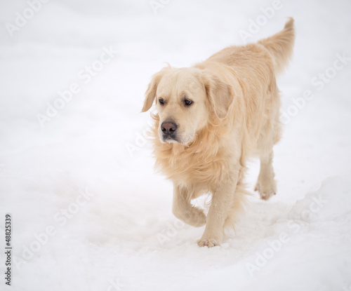 Photo: Golden retriever Golden retriever