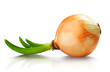 Onion