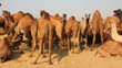 Pushkar Camel Fair - group of camels during festival