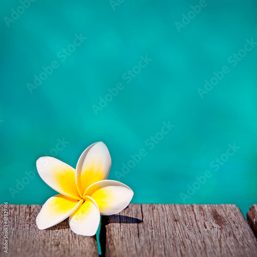 Photo: Frangipanier, fond piscine turquoise carré Frangipanier, fond piscine turquoise carré
