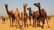 Pushkar Camel Fair - group of camels during festival