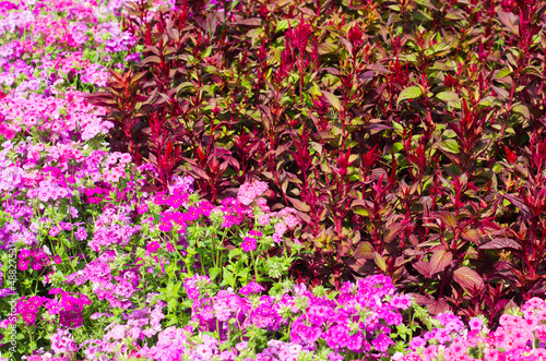 Photo: garden garden