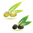 Vector: green and black olives, isolated vector illustration green and black olives, isolated vector illustration