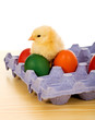 Photo: Small chicken with easter eggs Small chicken with easter eggs