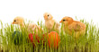 Photo: Easter chickens in the grass with colorful eggs Easter chickens in the grass with colorful eggs