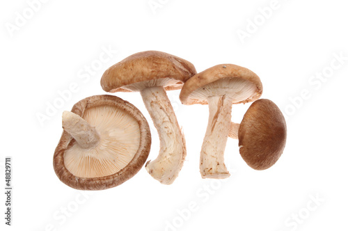 Photo: Mushrooms Mushrooms