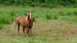 Pferd vid 06