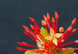 Ixora flower blossom