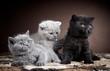 three british short hair kittens
