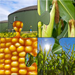 Biogas, Maisanbau Puzzle