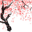 Cherry tree blossom