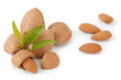 Almonds isolated on white background