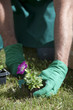 Gardener working in garden