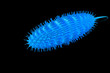 Ecoli bacterium - 3D render