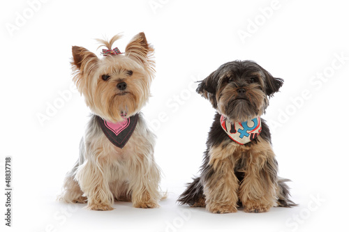 Photo: couple de Yorkshire nain couple de Yorkshire nain
