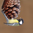 Great tit eating.