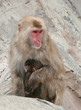 Japanese Macaque Snow Monkey Mother with Baby