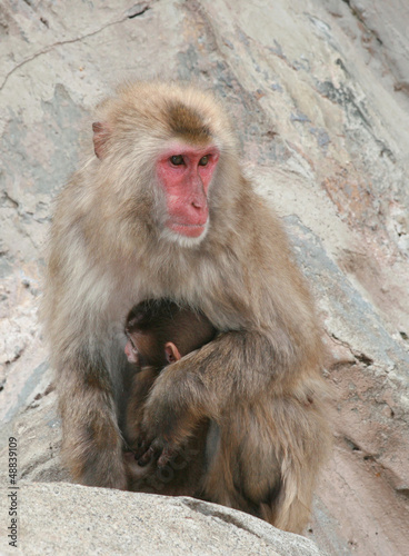 Photo: Japanese Macaque Snow Monkey Mother with Baby Japanese Macaque Snow Monkey Mother with Baby