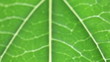 Leaf focus video