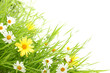 Daisy flower in green grass