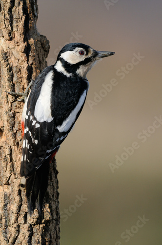 Photo: Great spotted woodpecker (Dendrocopos major) on tree Great spotted woodpecker (Dendrocopos major) on tree