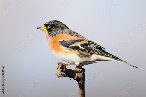 Photo: Brambling (Fringilla montifringilla) Brambling (Fringilla montifringilla)