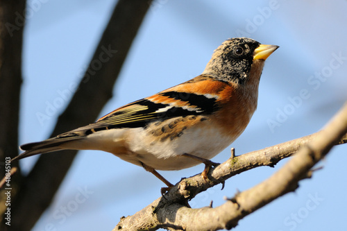 Photo: Brambling on brach Brambling on brach