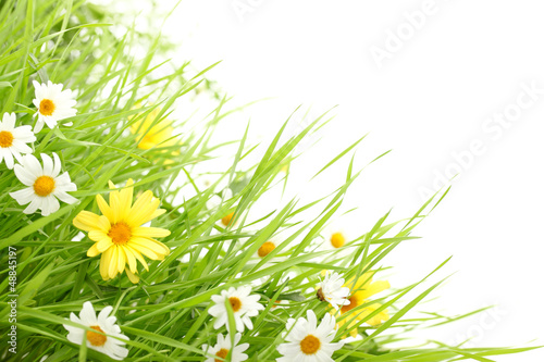 Photo: Daisy flower in green grass Daisy flower in green grass