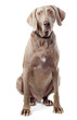 Dog isolated on white