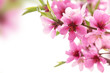 Spring blossom