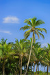 Palm tree and blue sky