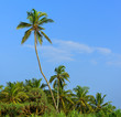 Palm tree and blue sky