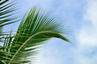 Palm tree branch