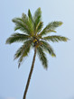 Palm tree with the fruit of coconut