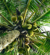 Palm tree with the fruit of coconut