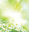 Vector of sky background  with white chamomiles