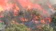 Wildfire Flames, Forest Fully Engulfed by Fire 1