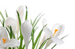 Foto: white crocuses white crocuses