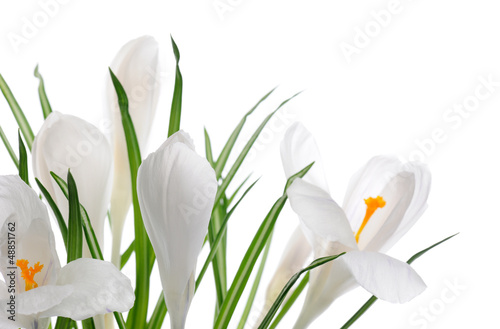 Photo: white crocuses white crocuses