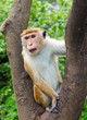 Photo: Macaque Monkey outdoor Macaque Monkey outdoor