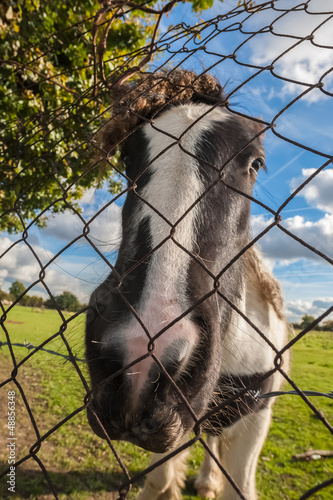Photo: distorted head of a pony behind wire fencing distorted head of a pony behind wire fencing