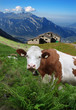 Photo: Idyll Idyll