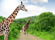 Giraffes in Kruger park South Africa