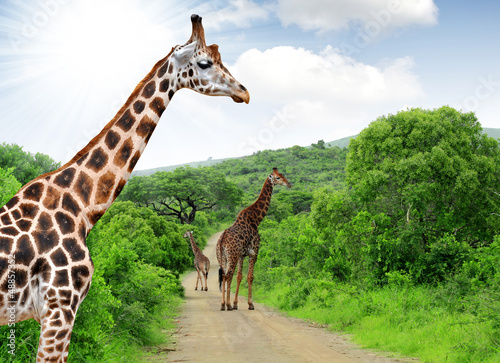 Photo: Giraffes in Kruger park South Africa Giraffes in Kruger park South Africa