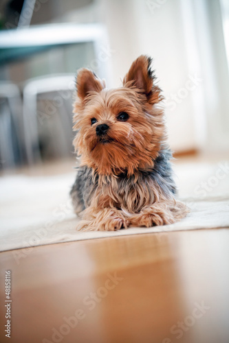 Photo: Yorkshire terrier Yorkshire terrier