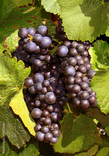 Photo: Vendanges Vendanges
