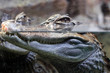 Crocodile with head above water hunting for food