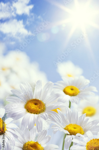 Photo: art floral spring or summer background art floral spring or summer background