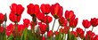 Red tulips on a white background.